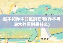 灌木和乔木的区别在哪-乔木与灌木的区别是什么-大智网汇