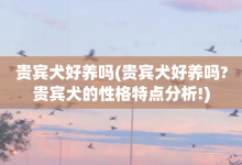 贵宾犬好养吗-贵宾犬好养吗?贵宾犬的性格特点分析!-大智网汇