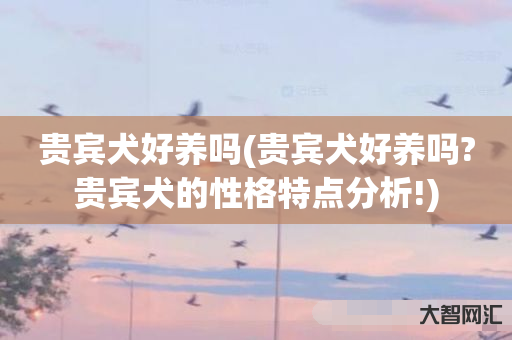 贵宾犬好养吗(贵宾犬好养吗?贵宾犬的性格特点分析!) 贵宾犬好养吗(贵宾犬好养吗?贵宾犬的性格特点分析!)