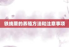 铁线蕨的养殖方法和注意事项-大智网汇