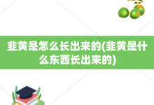 韭黄是怎么长出来的-韭黄是什么东西长出来的-大智网汇