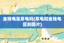 金钱龟是草龟吗-草龟和金钱龟区别图片-大智网汇