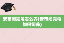 安布闭壳龟怎么养-安布闭壳龟如何饲养-大智网汇