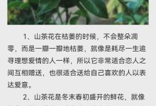 山茶花花语-山茶花的花语是什么?-大智网汇