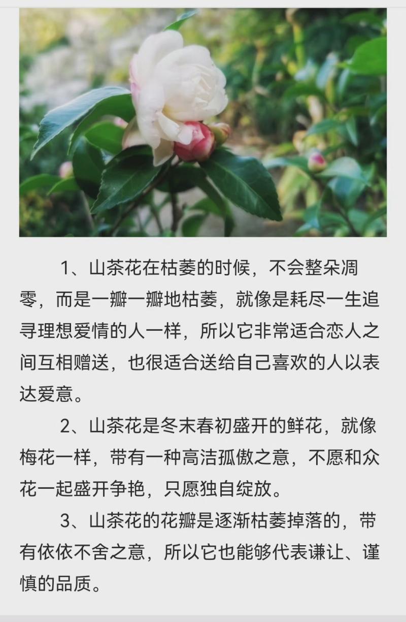 山茶花花语