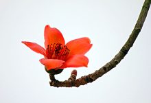 木棉花图片-叶子是角,开的花是粉色的十几朵是什么花?-大智网汇