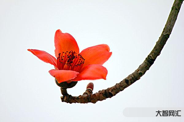 木棉花图片
