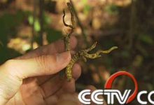 冬虫夏草多少钱-冬虫夏草烟多少钱一包-大智网汇