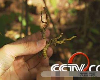 1、冬虫夏草烟多少钱?一包一包一包冬虫夏草烟多少钱