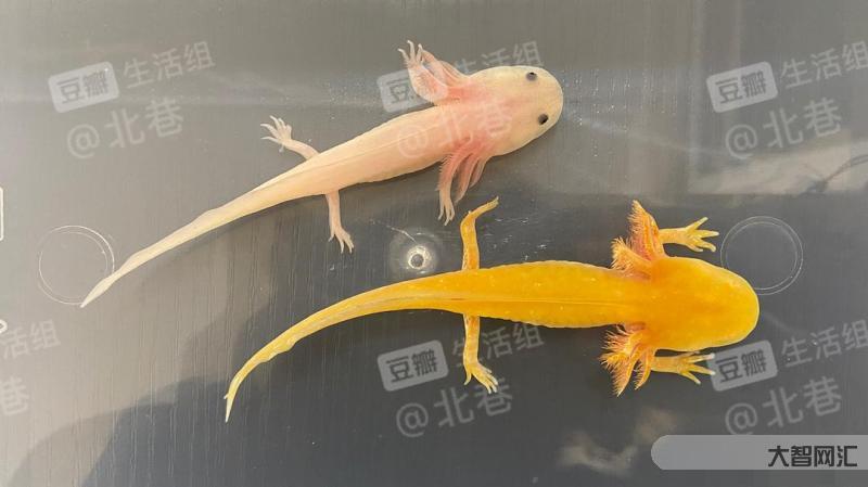 六角恐龙鱼