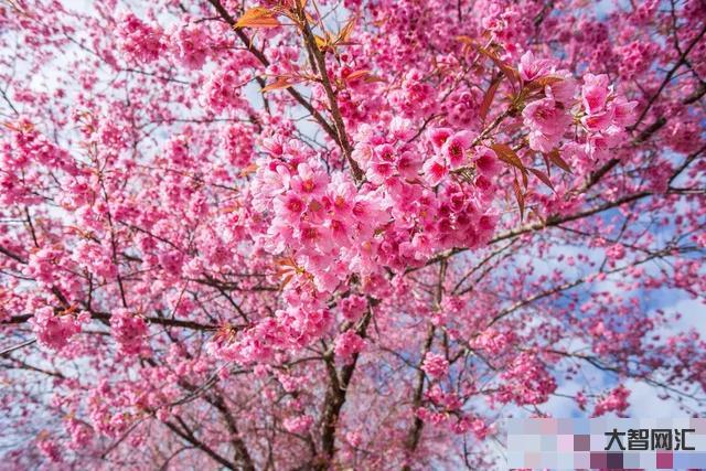 2、樱花什么时候开花?