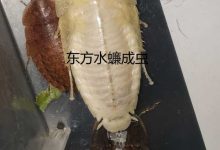 昆虫演化真的符合进化论吗?-大智网汇