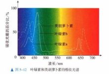植物利用的光大多是可见光,这是巧合还是有什么深层原因?-大智网汇