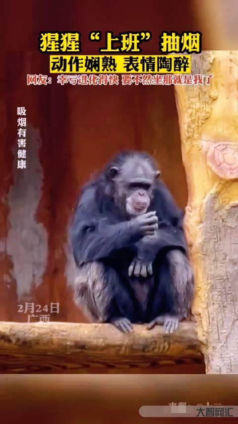 猩猩抽烟灭烟头视频-柬埔寨猴子抽烟吞云吐雾,望向天空若有所思,网友:它-大智网汇