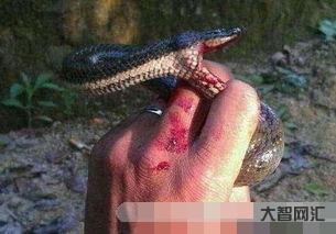 1、梦见被蛇咬是什么意思?