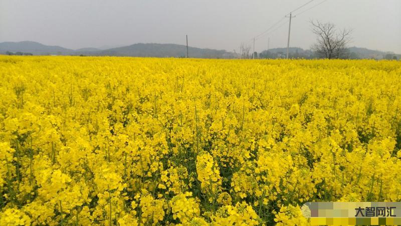 枞阳何时是晴天天气-【天气】热!热!热!“高温周”来袭!-大智网汇