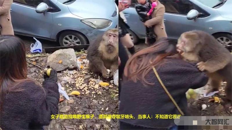 喂猴子被啃头视频-孙悟空吃蟠桃，为何咬一口就扔?原因很现实
