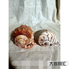 海南贝壳一元一杯-岛内外专家学者海口研讨“一带一路与海南贝壳文化”-大智网汇