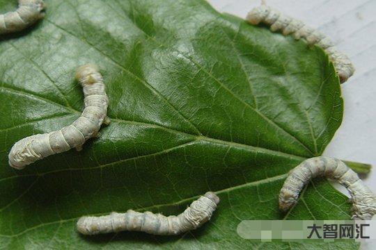 蚕除了吃桑叶还可以吃什么?蚕是什么动物?-大智网汇