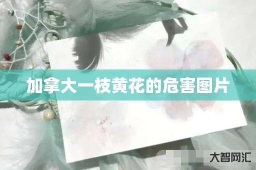 给大家科普下加拿大一枝黄花的危害图片-大智网汇