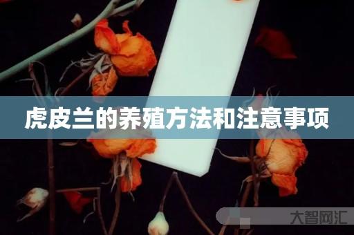 谁知道虎皮兰的养殖方法和注意事项-大智网汇