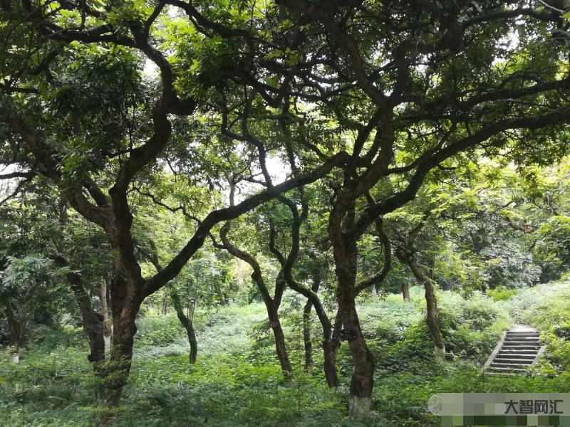 张坝桂圆林-“桂圆来了”2018年第五届张坝桂圆文化节 张坝桂圆林-“桂圆来了”2018年第五届张坝桂圆文化节