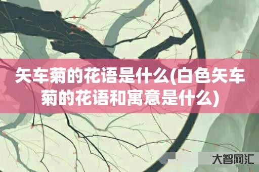 给大家科普下矢车菊的花语是什么-白色矢车菊的花语和寓意是什么-大智网汇