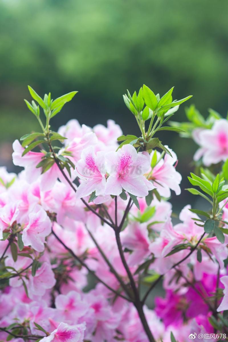 花开多花-9种富贵花,就爱小花盆,小盆多晒晒,又美又“高档” 花开多花-9种富贵花,就爱小花盆,小盆多晒晒,又美又“高档”