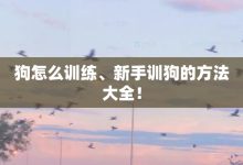 狗怎么训练、新手训狗的方法大全!-大智网汇