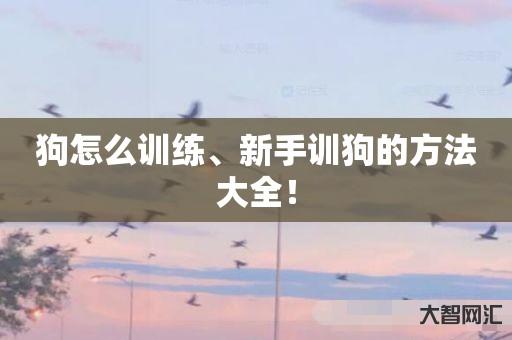 狗怎么训练、新手训狗的方法大全！