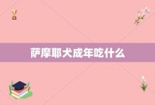 萨摩耶犬成年吃什么-大智网汇