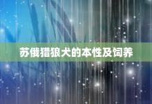苏俄猎狼犬的本性及饲养-大智网汇