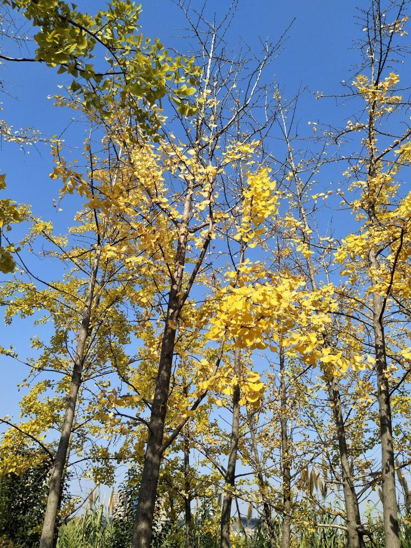 河南秋天只有一天的天气-最高30℃!河南多地气温“狂飙” 河南秋天只有一天的天气-最高30℃!河南多地气温“狂飙”