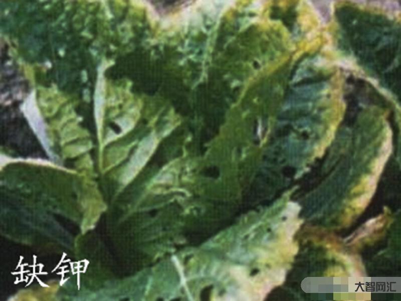 缺钾会有什么症状-人体缺钾有什么症状?该如何进行补充钾?-大智网汇