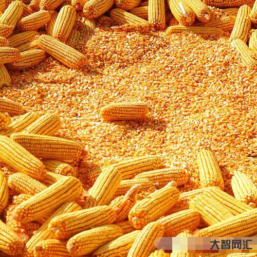 查玉米期货-多重利空因素影响,玉米期货跳水,现货价格会跌吗?今日玉米价-大智网汇