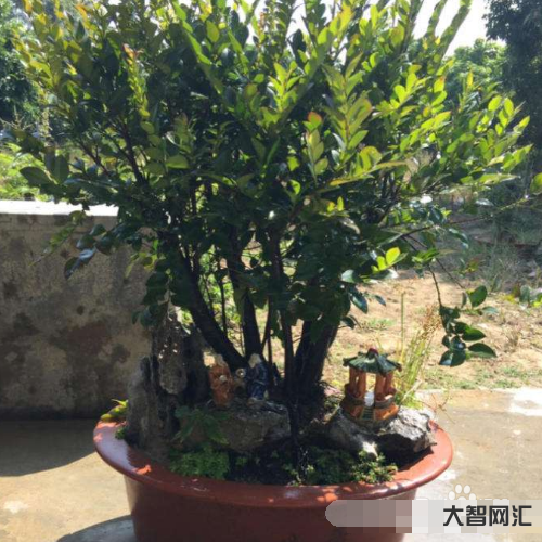 紫檀户外多久浇水-小叶紫檀养殖方法和注意事项 紫檀户外多久浇水-小叶紫檀养殖方法和注意事项