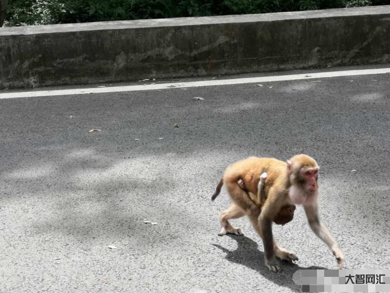 猴子抢走女子手机-泰国国家公园的猴子攻击游客,还偷走苹果手机 猴子抢走女子手机-泰国国家公园的猴子攻击游客,还偷走苹果手机