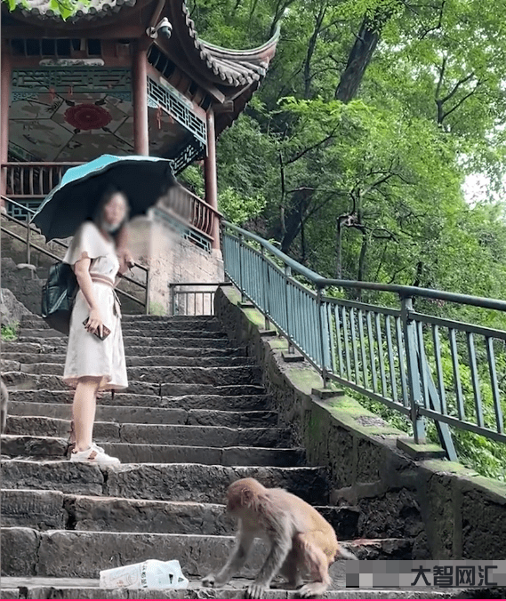 猴子抢走女子手机-泰国国家公园的猴子攻击游客,还偷走苹果手机-大智网汇