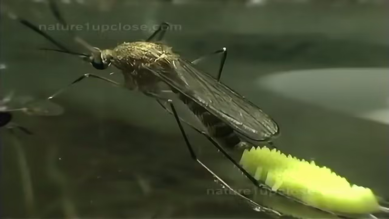 蚊子每次可以产卵多少-世界上有多少只蚊子?其成虫很难生存15天,为什么-大智网汇