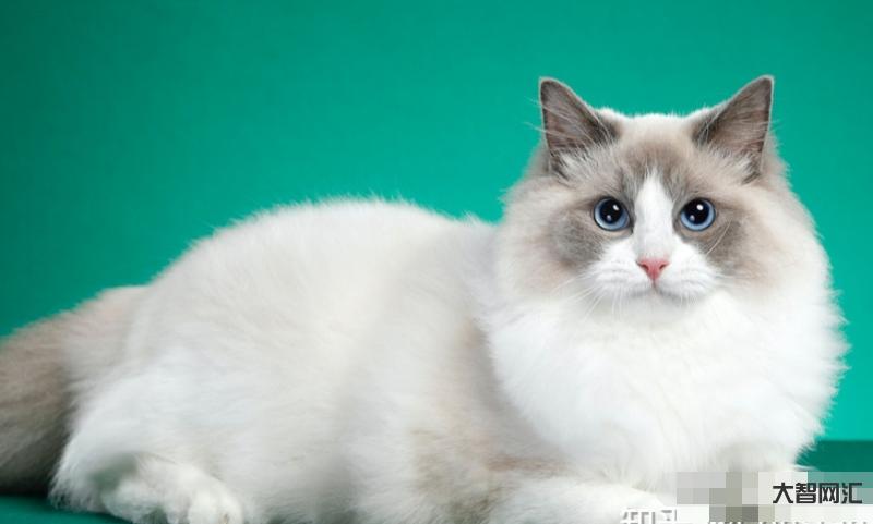 布偶猫是什么?价格多少钱一只?饲养注意事项-大智网汇