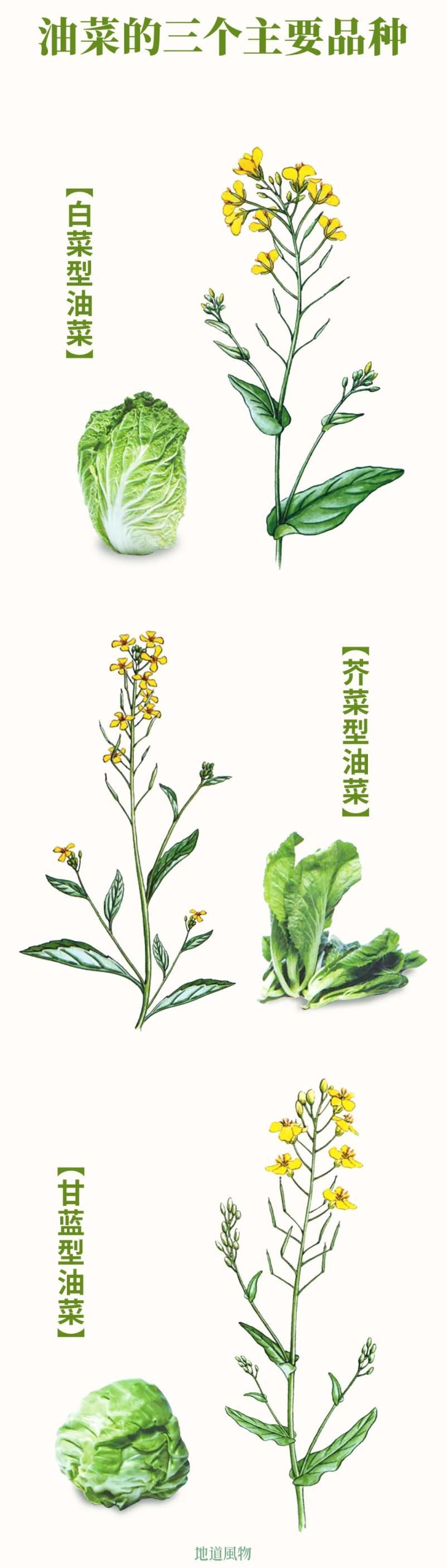 目前哪些油菜品种好-油菜品种发展现状及良种高效种植技术 目前哪些油菜品种好-油菜品种发展现状及良种高效种植技术