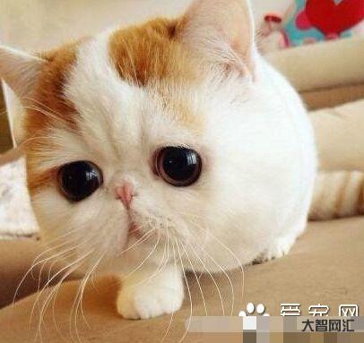 宠物猫的品种及价格-“宠物猫”和“土猫”的几大区别,养过的人才知道-大智网汇