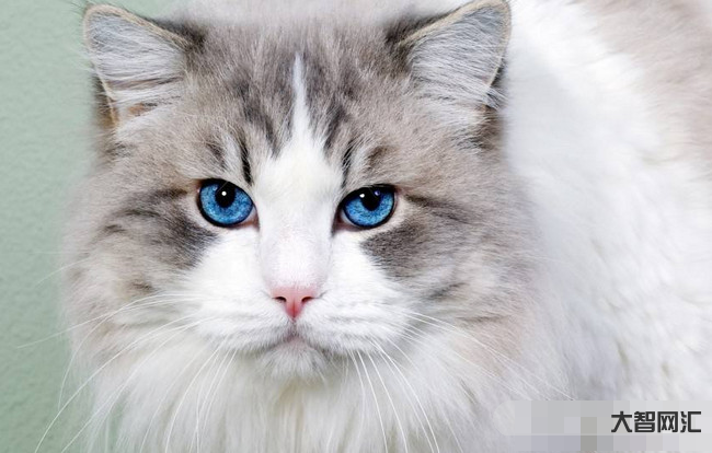 宠物猫的品种及价格-“宠物猫”和“土猫”的几大区别,养过的人才知道 宠物猫的品种及价格-“宠物猫”和“土猫”的几大区别,养过的人才知道