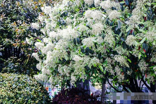 石楠花的花语yue-又是一年石楠至,花香满城愁煞人-大智网汇