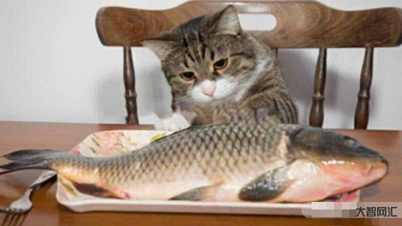 猫生活在陆地又很怕水,但是却喜欢吃鱼,这是为什么?-辟谣:猫咪怕水不爱-大智网汇