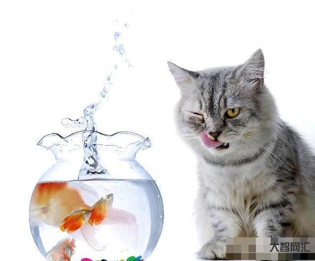 猫生活在陆地又很怕水,但是却喜欢吃鱼,这是为什么?-辟谣:猫咪怕水不爱 猫生活在陆地又很怕水,但是却喜欢吃鱼,这是为什么?-辟谣:猫咪怕水不爱