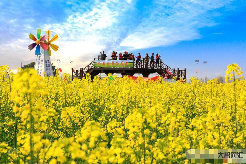 油菜花海里的春天-四川崇州:油菜花开正当时,不负春光不负卿-大智网汇