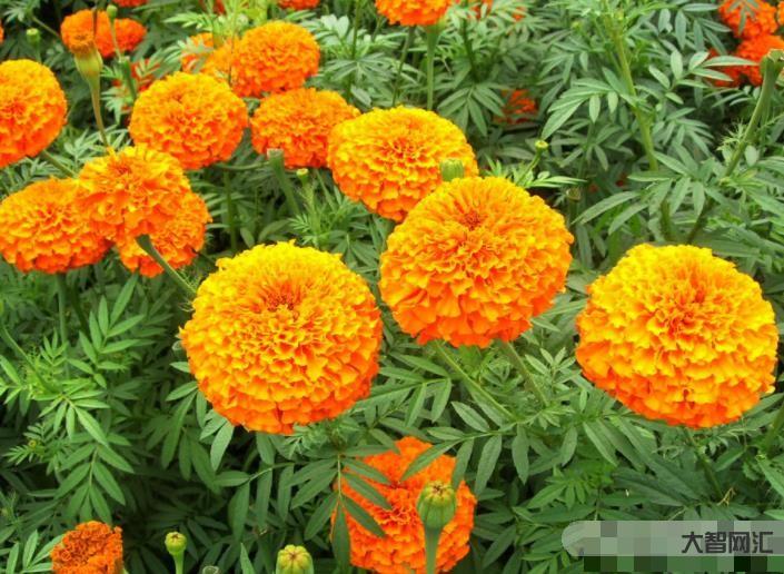 calendula-金盏花雍容华贵,还可美容养颜,盆栽养护还很简单哦-大智网汇