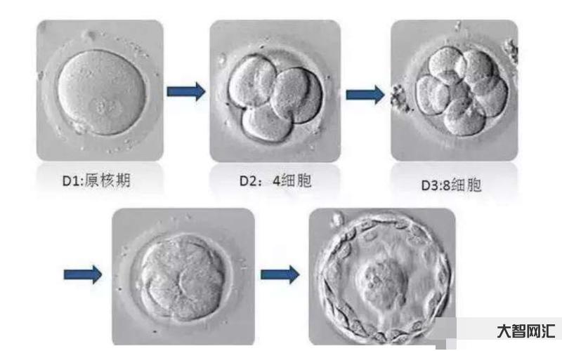 正常胚胎图囊胚-「生殖吧」囊胚培养之“自然选择”