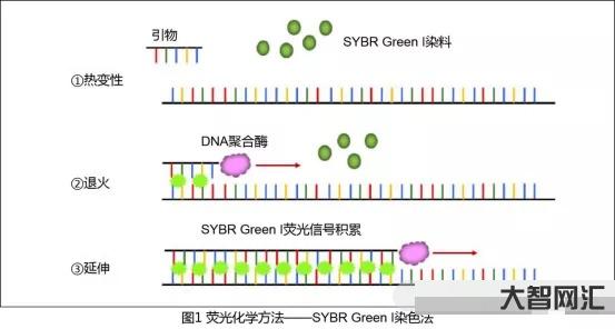 pcr是什么意思-PCR(生物学的聚合酶链反应)-大智网汇